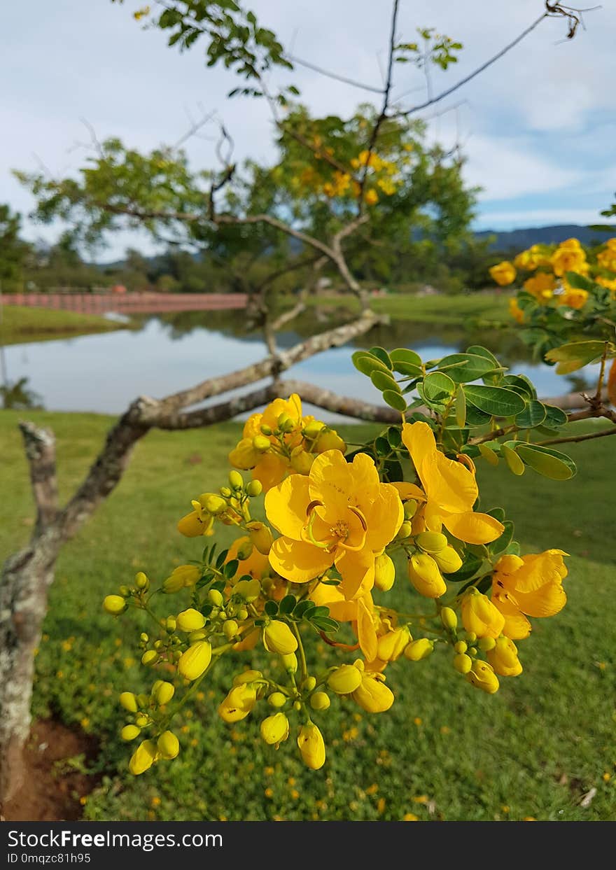 Yellow, Flower, Flora, Plant