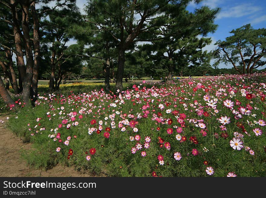 Flower, Plant, Flowering Plant, Flora