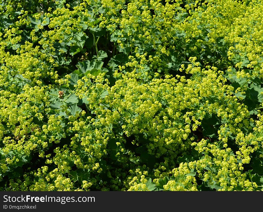 Plant, Subshrub, Mustard Plant, Groundcover