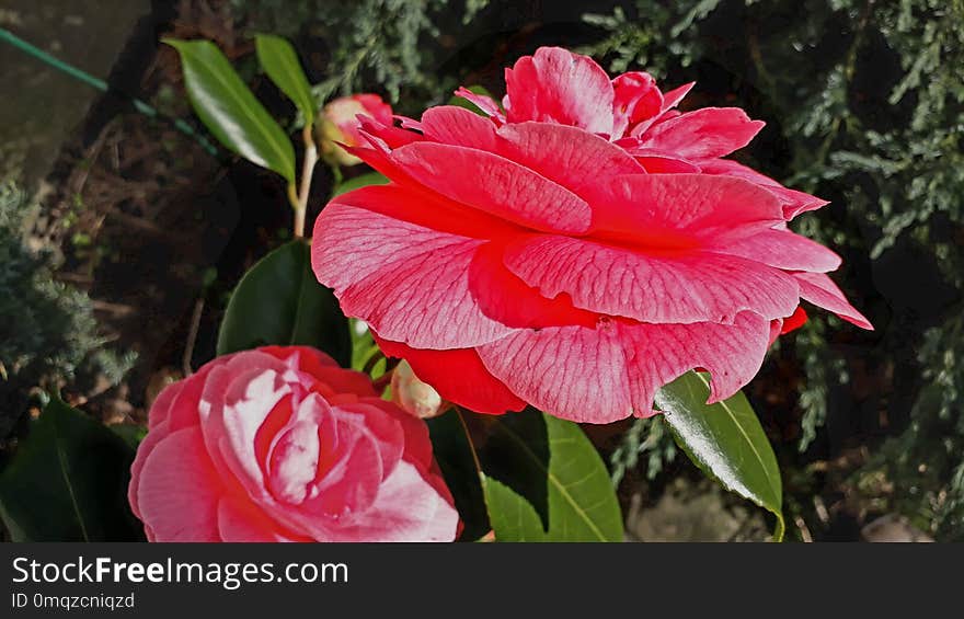 Flower, Plant, Pink, Flowering Plant