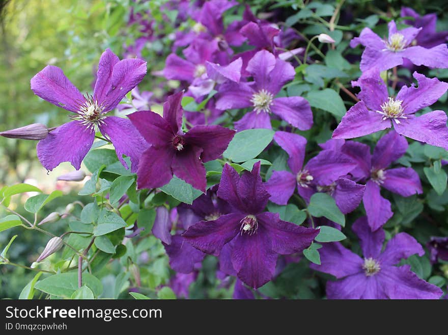 Flower, Plant, Flora, Flowering Plant