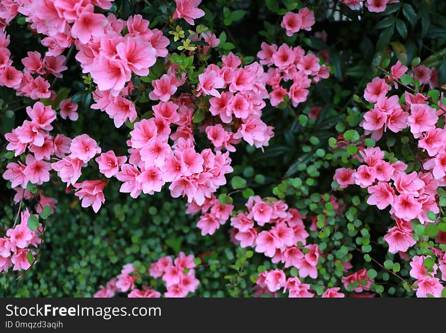 Plant, Flower, Pink, Flowering Plant