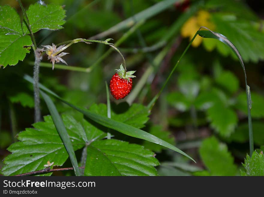 Strawberries, Strawberry, Vegetation, Leaf