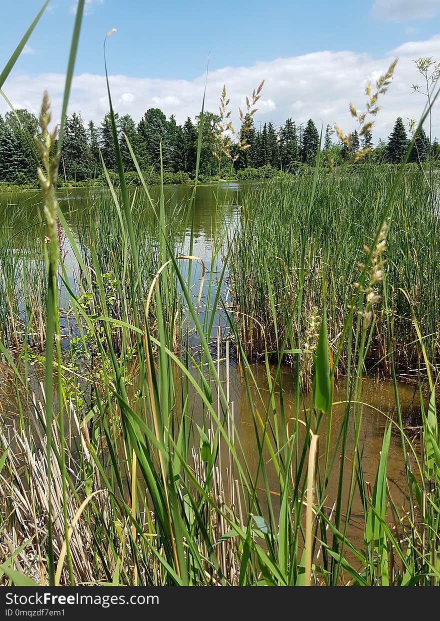 Ecosystem, Vegetation, Grass Family, Plant