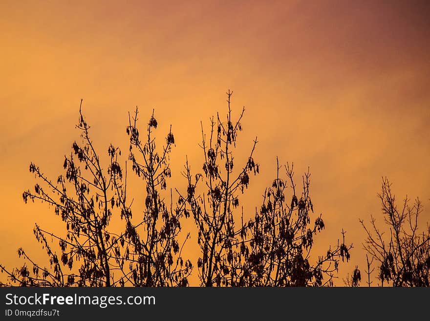 Sky, Morning, Branch, Sunlight