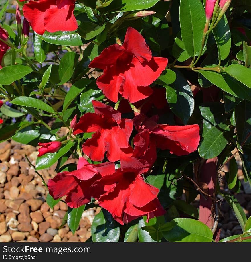 Plant, Flower, Flora, Annual Plant