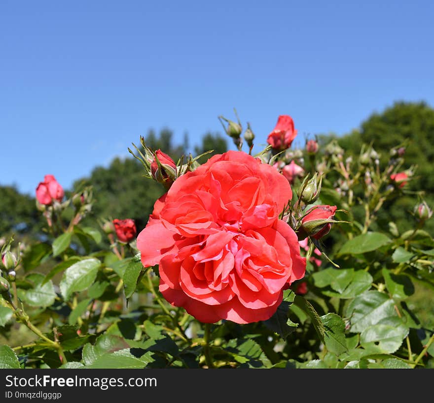 Rose, Flower, Rose Family, Flowering Plant