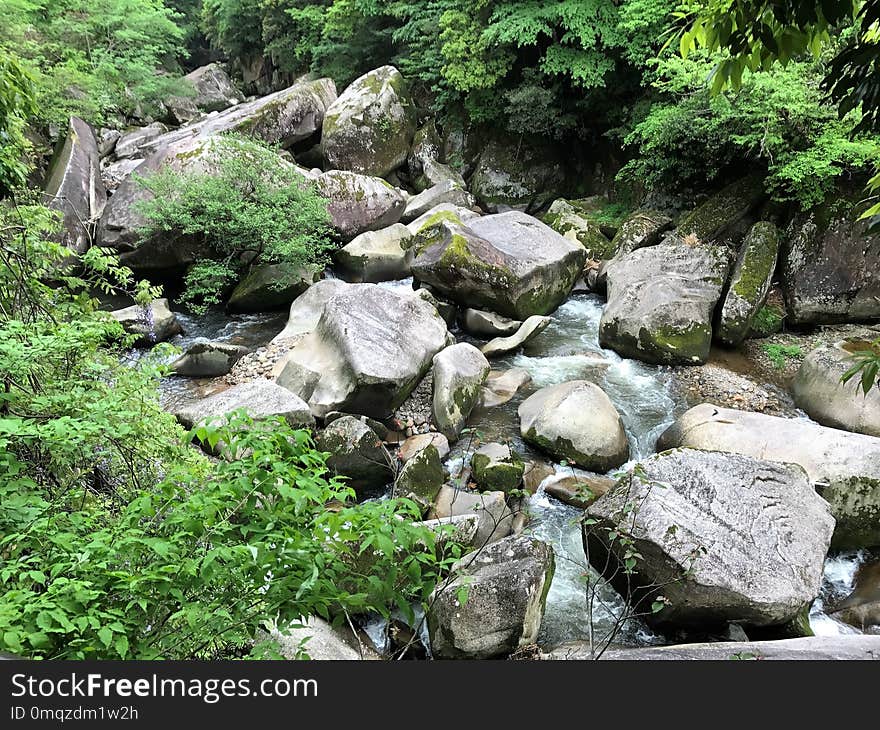 Vegetation, Nature Reserve, Water, Stream