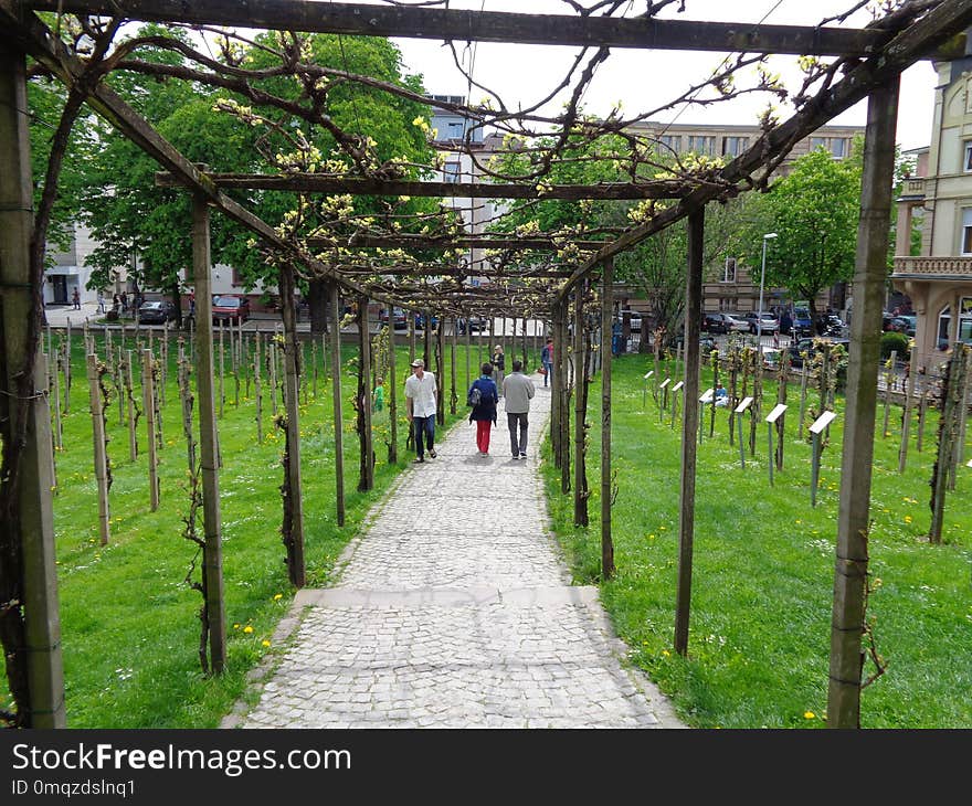 Plant, Tree, Walkway, Garden