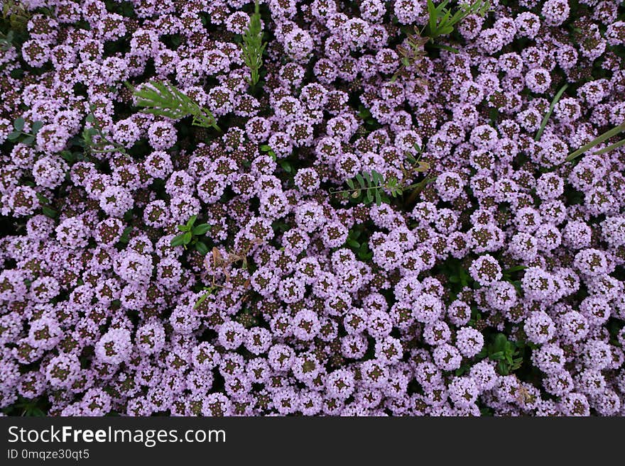 Flower, Plant, Purple, Lilac