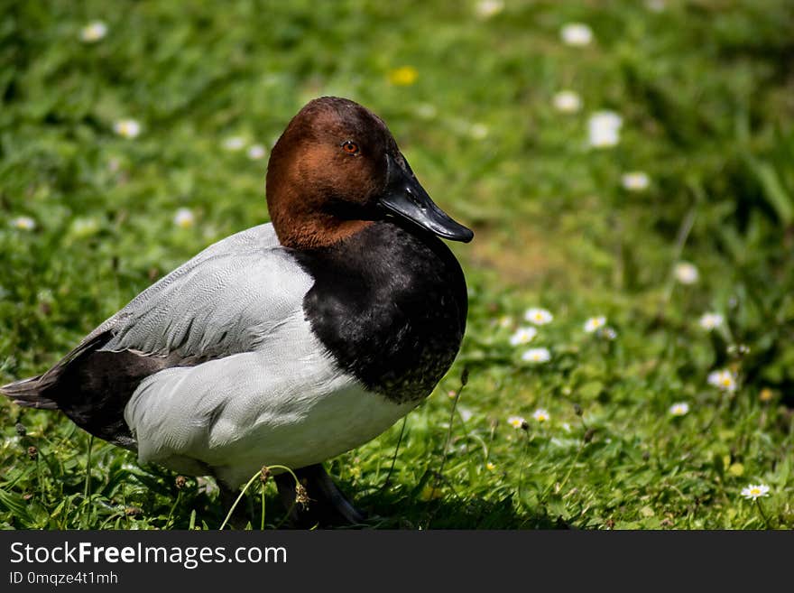 Bird, Duck, Fauna, Water Bird