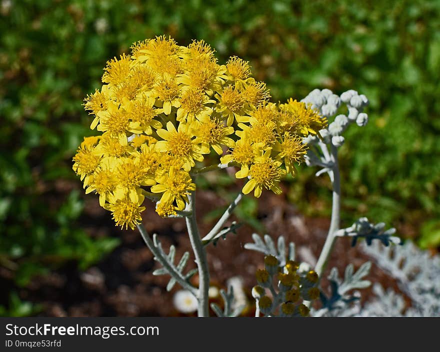 Plant, Flora, Flower, Subshrub