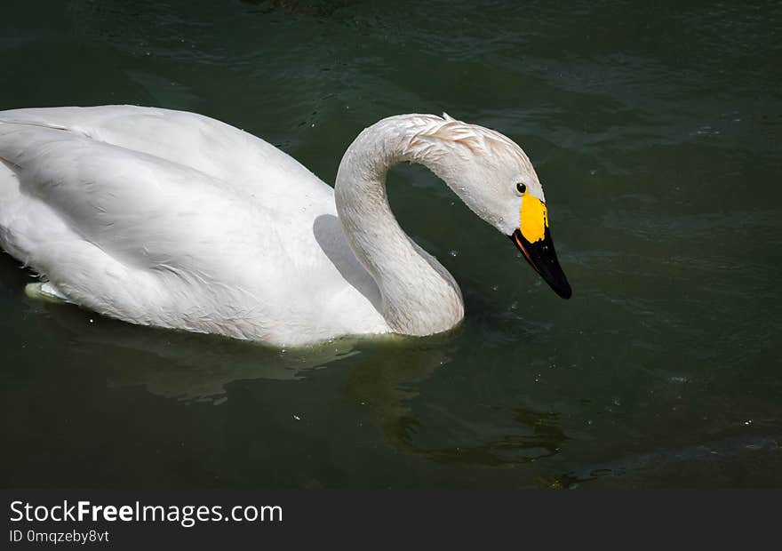 Bird, Swan, Water Bird, Ducks Geese And Swans