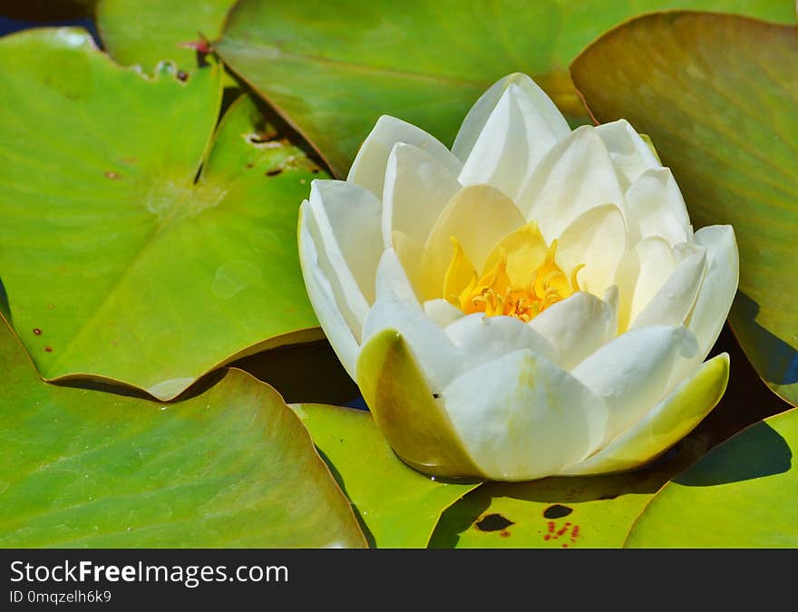 Flower, Yellow, Flora, Plant