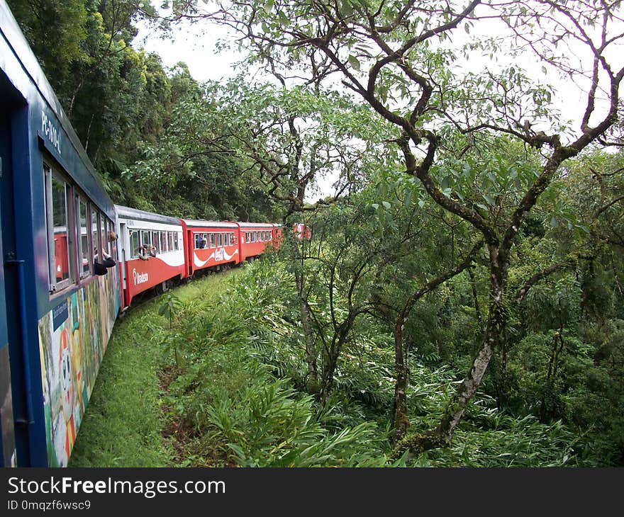 Plant, Transport, Tree, Rolling Stock