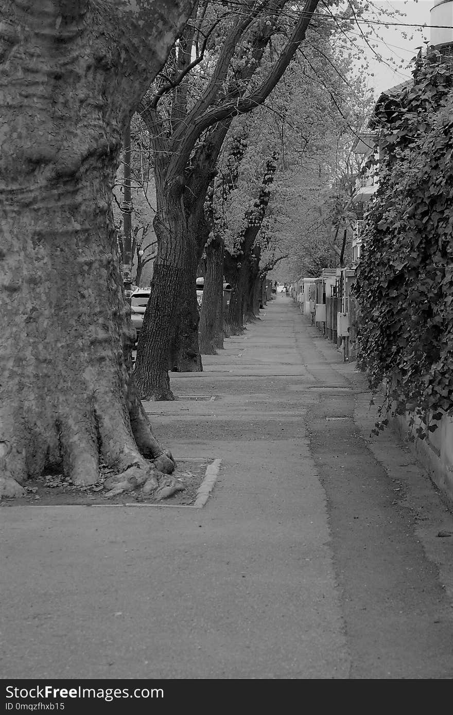 Tree, Black And White, Woody Plant, Monochrome Photography