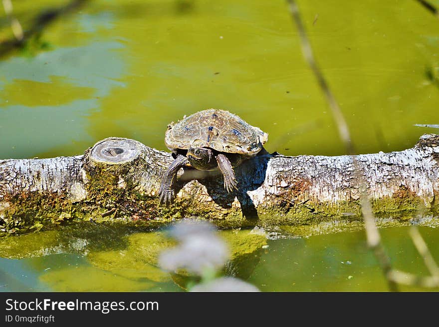 Water, Fauna, Turtle, Ecosystem