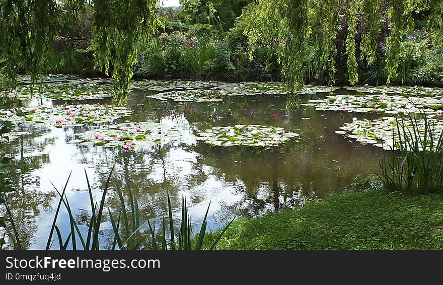 Water, Reflection, Flower, Pond