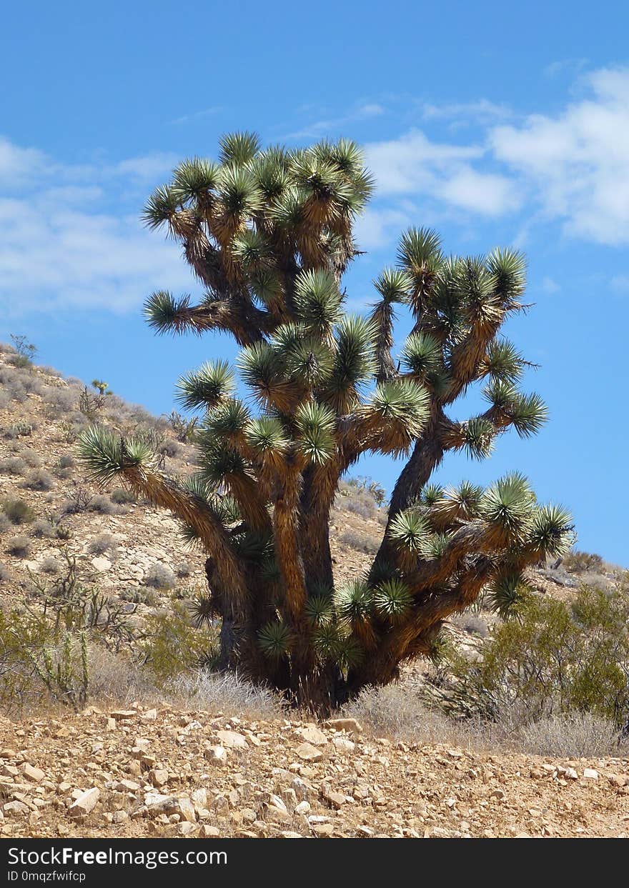 Vegetation, Tree, Ecosystem, Shrubland