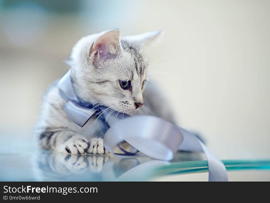 Portrait of a gray striped kitten with a bow.