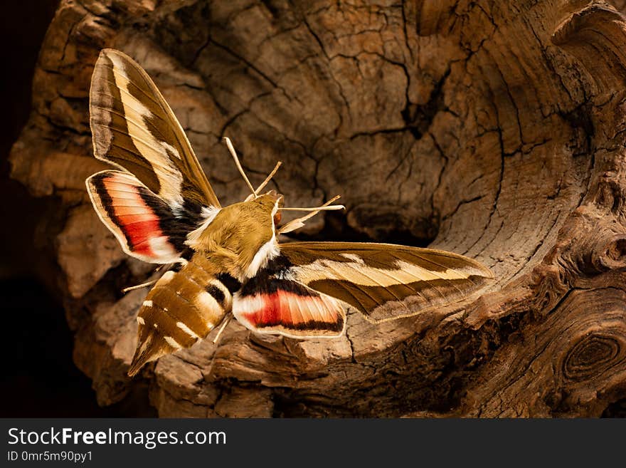 Hyles gallii on a wooden background