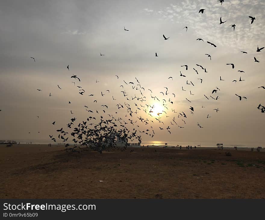 Thousands of pigeons fly high grouply fantastic view to watch at bay of bengal in chennai Besant nagar elliot beach. Thousands of pigeons fly high grouply fantastic view to watch at bay of bengal in chennai Besant nagar elliot beach