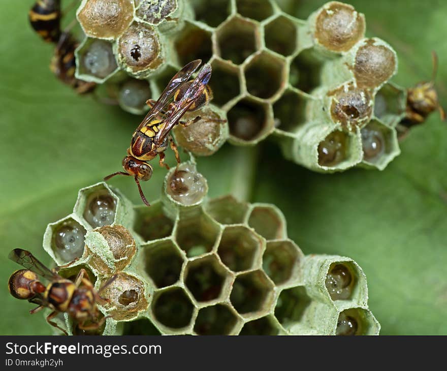 Macro Photography of Wasp on Nest with Eggs and Larvae on The Back of Leaf. Macro Photography of Wasp on Nest with Eggs and Larvae on The Back of Leaf