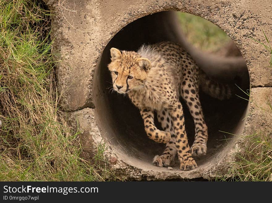 Cheetah cub runs through pipe looking down