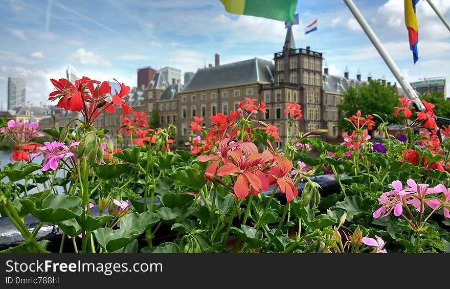 Flower, Plant, Flowering Plant, Flora