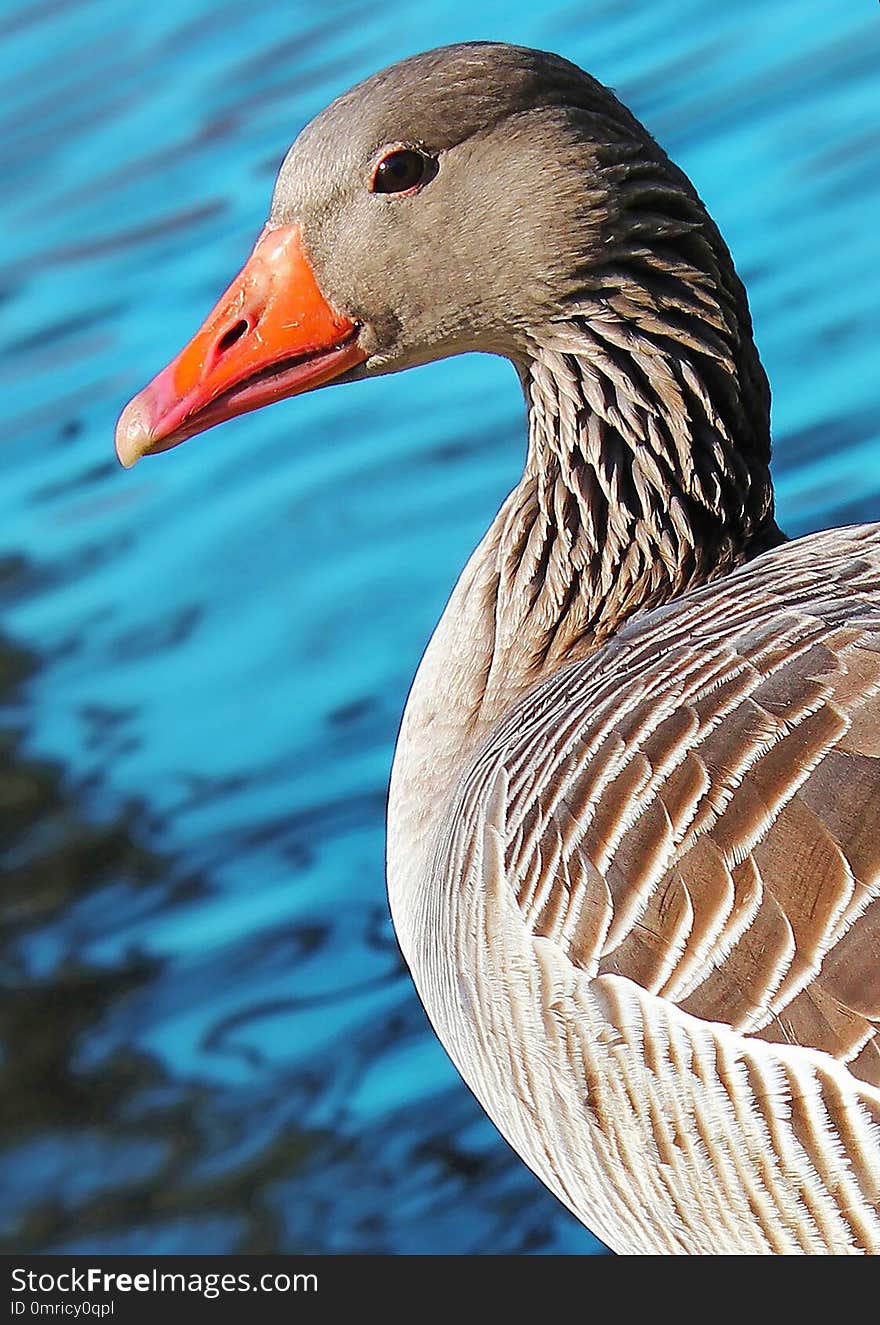 Bird, Beak, Water Bird, Ducks Geese And Swans