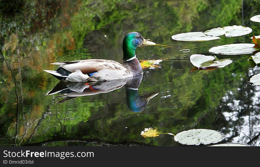 Bird, Duck, Water, Reflection