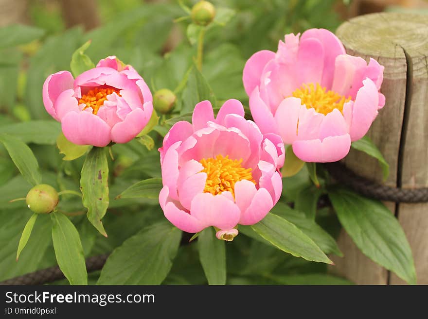 Flower, Plant, Peony, Flowering Plant