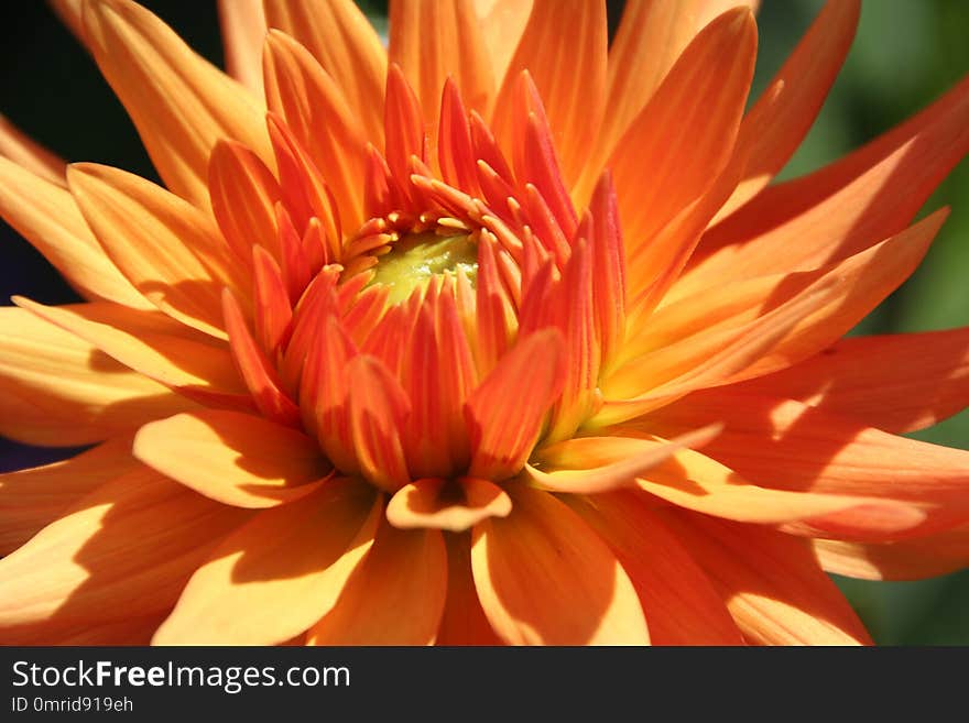 Flower, Yellow, Flora, Orange