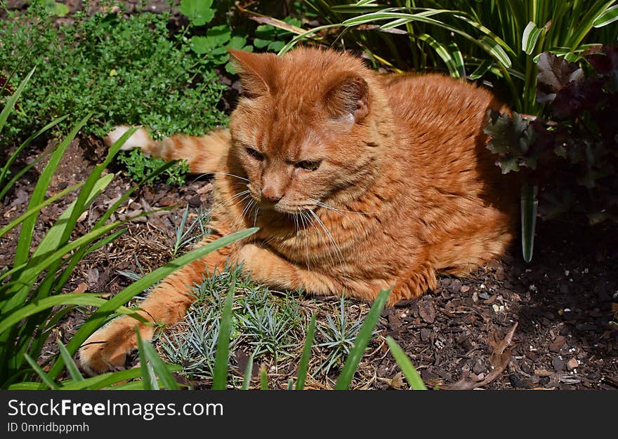 Cat, Fauna, Mammal, Whiskers