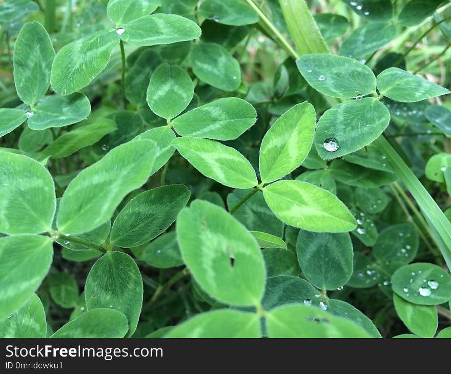 Plant, Leaf, Grass, Moisture