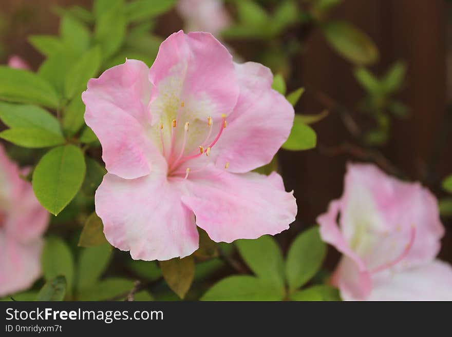 Flower, Pink, Plant, Woody Plant