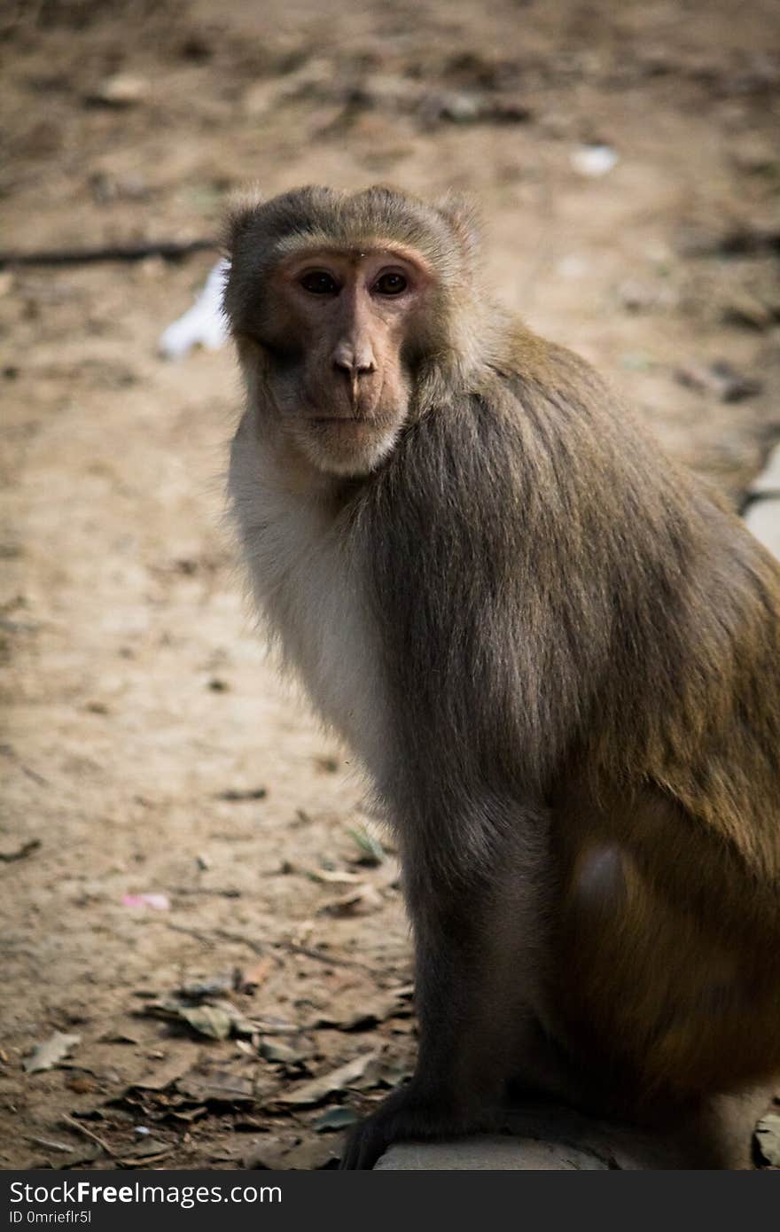 Macaque, Fauna, Primate, New World Monkey