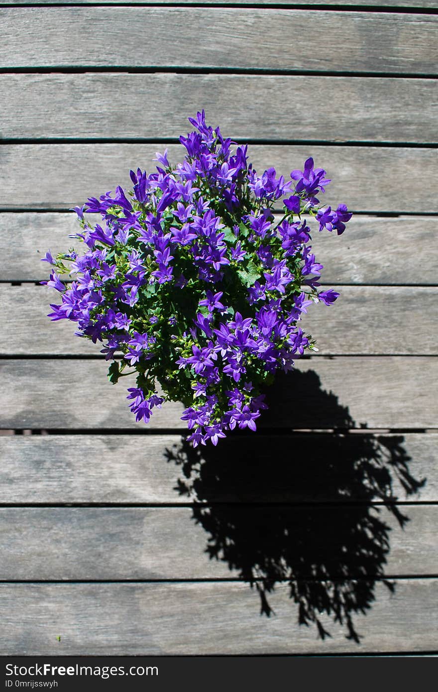 Campanula flower in pot on wooden table from top. Purple bellflower