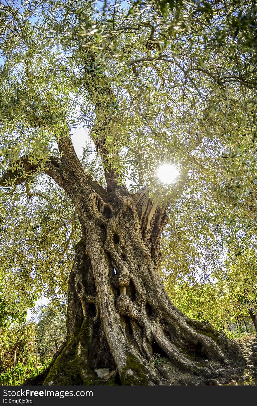 Olive tree in backlight, cultivation in Umbria, Italy.