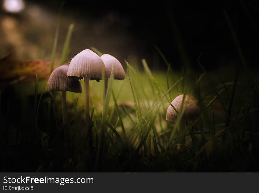 Mushrooms in the grass in the morning light