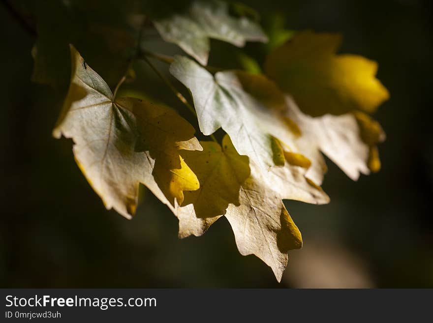 Yellow maple leaves, autumnal natural background, selective focus Fall bokeh. Close-up