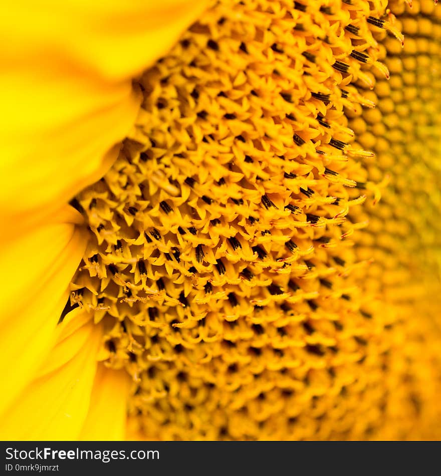 A bright and plush sunflower