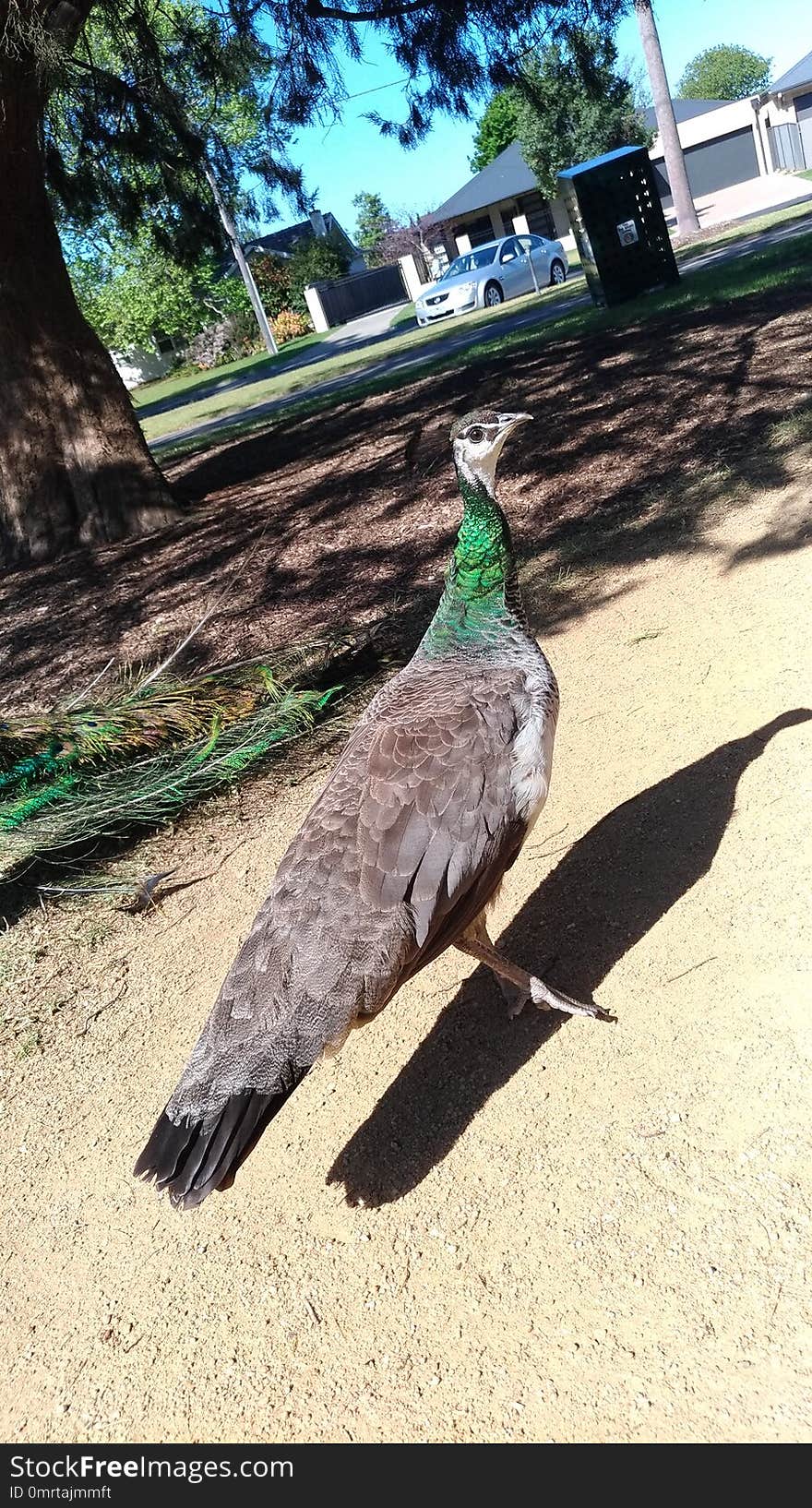 A brown and green female peafowl, peahen