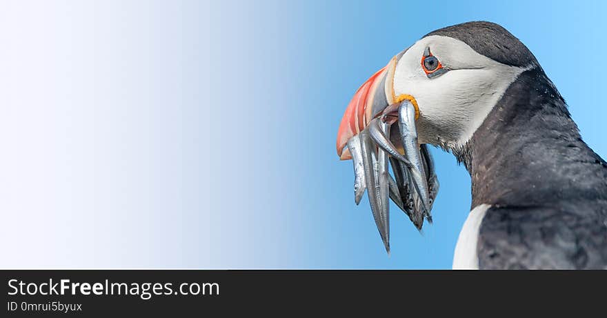 North Atlantic puffins at Faroe island Mykines, late summer time, isolated at blue gradient background