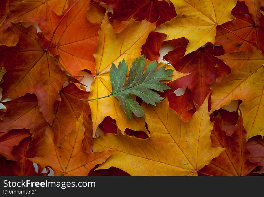 Background of yellow and red autumn maple leaves.