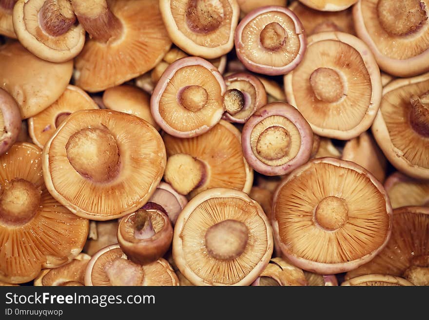 Background Of Raw Fresh Mushrooms From Above Close Up