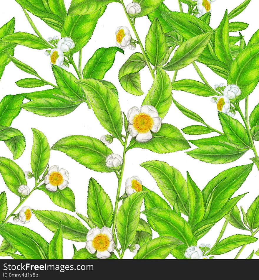 Seamless pattern of hand drawn tea plant illustration,botanical pattern