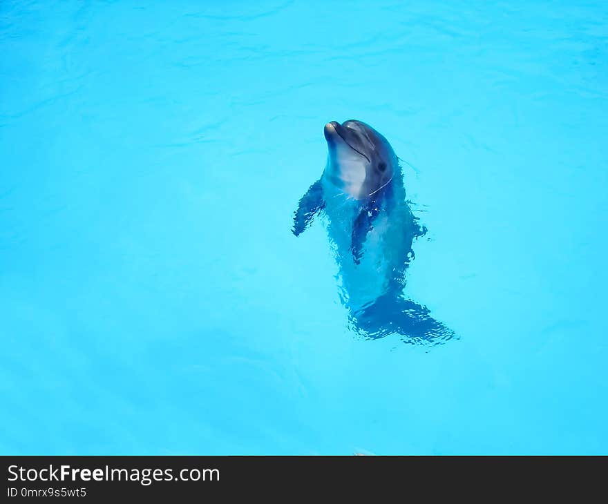 Beautiful dolphin in the blue water. Copy space. Animals Water world.