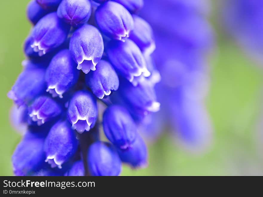 hyacinths bloom in the garden, close-up