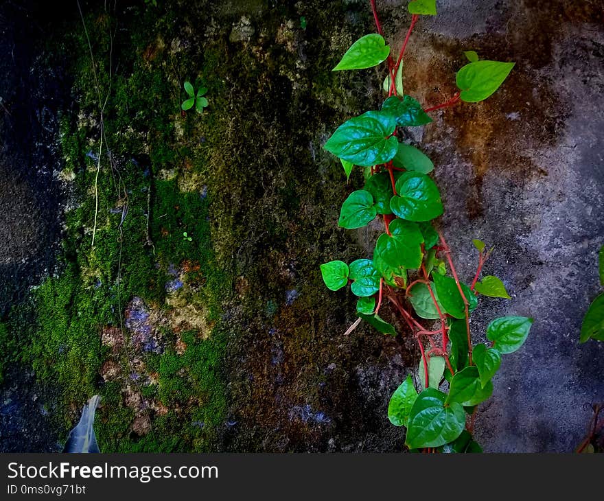 High Angle View Of Small Plant Growing On Land